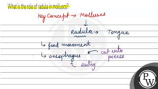 What is the role of radula in molluscs [upl. by Kandace]