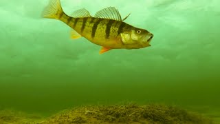 Lake Simcoe Jan 23 2024 UNDERWATER PERCH ACTION [upl. by Ethelred]