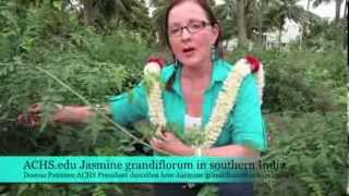 ACHSedu Jasmine grandiflorum in south India [upl. by Ferwerda817]