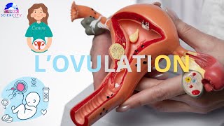 ovulation DATE DOVULATIONLOVULATION CONTRACEPTIVEsciencetv baccalauréat [upl. by Lemaceon]