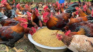 The process of raising native chickens from 1 day old to adulthood  chicken farm [upl. by Howarth410]