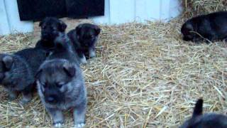 Elkhound Pups Tora Litter Two Kamia Kennels  4 Weeks Old [upl. by Nwahsel726]