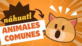 Náhuatl clásico aprende los ANIMALES mexico idiomas nahuatl aprender [upl. by Alletsyrc720]