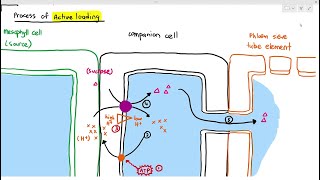 711 Active Loading of Sucrose in the Phloem Cambridge AS A Level Biology 9700 [upl. by Thane941]