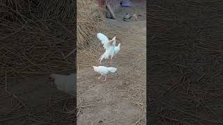 White aseel pair two female and one male fighter subscribe to my channel for more videos [upl. by Ayotan]