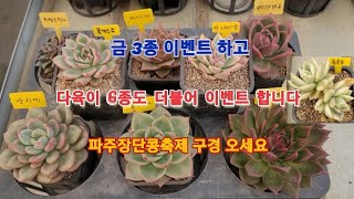 문의01074599915 금 3종 이벤도 하고 더블어 다육이 6종도 이벤트 하게 되었네요 KoreaSucculent たにくしょくぶつ 多肉植物 [upl. by Ynnij]