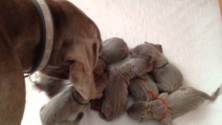 Jamie the Weimaraners First Litter  Nine Newborn Weimaraner Puppies AKC [upl. by Cone890]