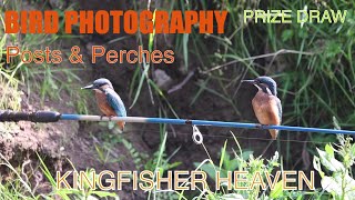 Guide To Using Posts and Perches in Bird Photography Full Kingfisher Setup [upl. by Eelyr]