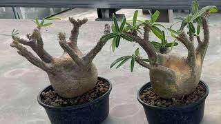 Pachypodium for preorder from Vietnam 🇻🇳 [upl. by Sset]