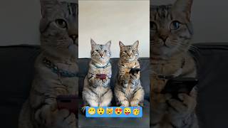 😜हेलो कौनकौन💃Cute Cat 😸 cat shorts song video 😸animals cutecat funny yt shortvideo 💕💃 [upl. by Airda]