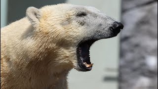 Polar Bear Sounds  Noises [upl. by Bega]