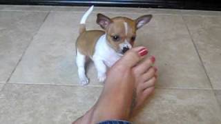 Teacup Chihuahua Jax biting toes [upl. by Mattland320]