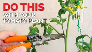 How to Prune Tomatoes to Get MORE FRUIT  Tomato Plant Care Guide [upl. by Aiam677]