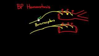 Heart 10  Blood pressure regulation  Baroreceptors [upl. by Firman]