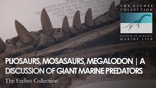 PLIOSAURS MOSASAURS MEGALODON  A DISCUSSION OF GIANT MARINE PREDATORS [upl. by Aicelef]