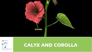 CALYX AND COROLLA [upl. by Nicola]