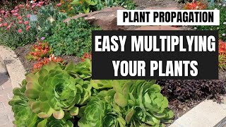 Plant Propagation Easy Methods for Multiplying Your Plants [upl. by Ketti230]