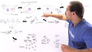 Activation of Lymphocytes [upl. by Loriner]