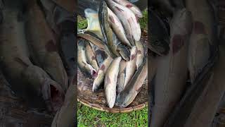 Amazing Cooking Fishes by Rural Chefs CookFishes Part1 YummyCookFishRecipes cookfishrecipe [upl. by Tiedeman]