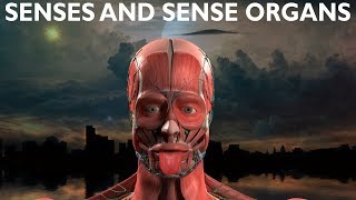 SENSES AND SENSE ORGANS by Rich Life [upl. by Ado]