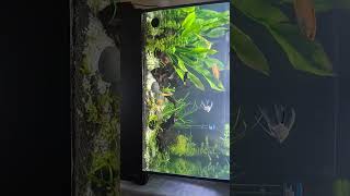 65 gallon Aquarium Update Treating Minor Fin Rot Added Melafix gourami aquarium plantedtank [upl. by Enilemme]