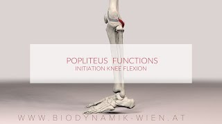 Poplietus Muscle Functions Initiation Knee Flexion 3d Animation [upl. by Japheth706]