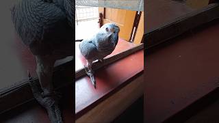 Candy dakho kamon kotha sone 😍❤️  birds africangrey parrot shorts [upl. by Ailsa]