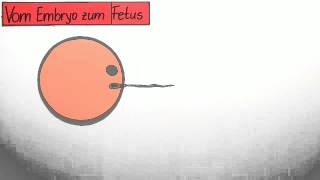 Die vorgeburtliche Entwicklung vom Embry zum Fetus  Biologie  Humanbiologie [upl. by Nhguahs699]