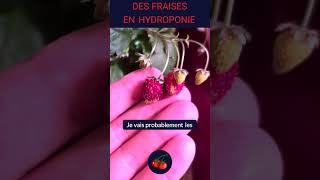 🍓 Premières fraises mûres en hydroponie [upl. by Lovich]