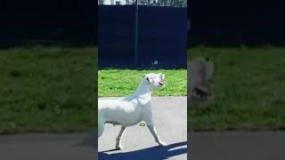 Top 5 Mistakes Dogo Argentino Owners Make [upl. by Eehtomit]