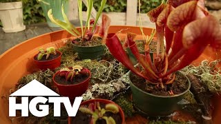 A Carnivorous Plant Garden  Gardening Tips  HGTV [upl. by Jet]