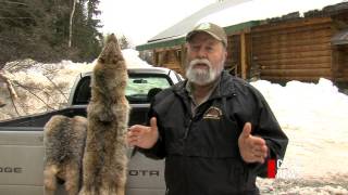 Fur Trapping A Lifestyle For Some In BC [upl. by Lah]