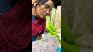 Indian Ringneck parrot kiss and talk with mummy parrot totatalking worldparrotday [upl. by Eolanda]