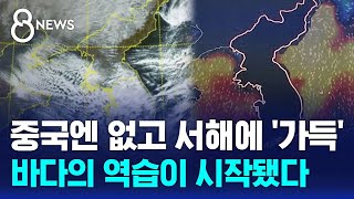 중국엔 없고 서해에 가득…바다의 역습이 시작됐다  SBS 8뉴스 [upl. by Ikoek656]