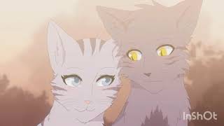 warrior cats GRAYSTRIPE AND SILVERSTREAM  DYNASTY [upl. by Mahsih533]