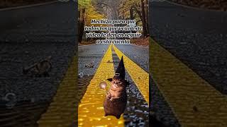 deseos frases deseodenavidad humor deseo navidad cat buenosdeseos funny gatodenoche [upl. by Theda359]