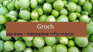 Groch Groszek cukrowy Groszek łuskowy  uprawa [upl. by Resor]