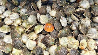 Steinhatchee scalloping Catch Clean Cook [upl. by Jaquenetta]