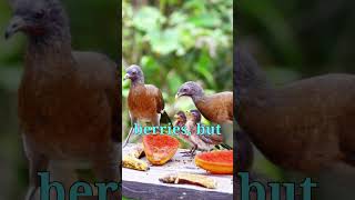 Grayheaded Chachalaca 🐦🤎 Discover the Unique Calls of this Tropical Bird shotrsbirds wildlife [upl. by Sherer]