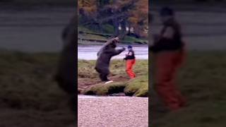 Massive Grizzly Bear Attacks Fisherman bearattack shorts trending [upl. by Ahsinra]