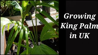 Growing Archontophoenix cunninghamiana in UK Garden King Palm Bangalow Palm can grow in UK [upl. by Beverley405]