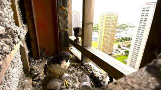 Peregrine falcons nesting [upl. by Klute]