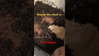 🪱 Red wiggler breeder bin check in Looks like they settled in nice 🙂 [upl. by Joanie]