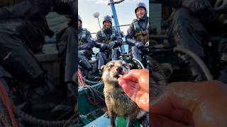 CUTE otter rescue by fishermen🌊🦦 [upl. by Bren]