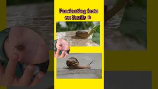 Snails trail  Apple Snail  Pila globosa  Mollusca  Animalia  shorts [upl. by Ruby566]