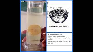 Hesperidium Epicarp  Citrusspecimenbotanypractical [upl. by Baram]