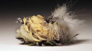 Blackwaved Flannel Sheds its Skin and Fluffs Hair at The Caterpillar Lab [upl. by Killie201]