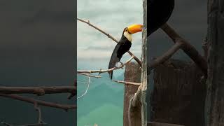 Bronx Zoo The Toco Toucan Ramphastos Toco birds cute nature shortsfeed [upl. by Trevorr126]