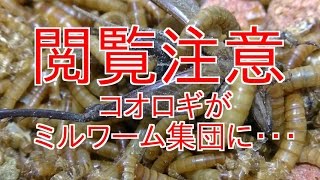 大量のミルワームがコオロギを食い尽くす【ミルワーム繁殖】 [upl. by Bordie]