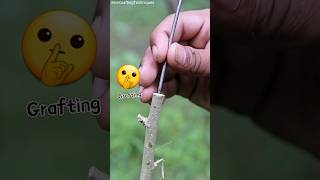 Best 👌 way To Grafting Plants  Fruit Tree grafting [upl. by Aceber]